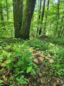 森を見て人を知る　共通は微生物の多様性